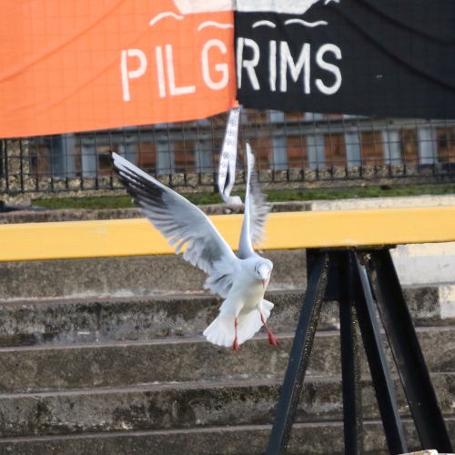 When the seagull follows the Pilgrims...