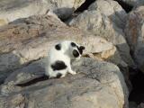 A cat on the rocks