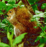 A young squirrel
