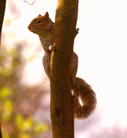 An observant squirrel