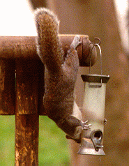A squirrel on the bird table