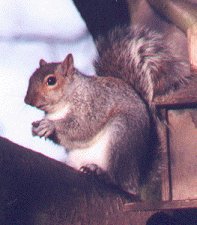 A squirrel next to the squirrel feeder