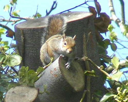 A squirrel snapped by Paula in Adel
