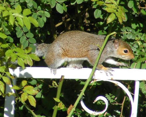 A squirrel with a taste for rosehips snapped by Paula in Adel