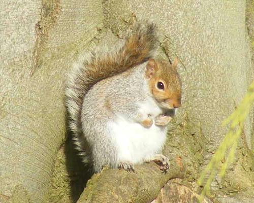 A squirrel that liked dozing off snapped by Paula in Adel