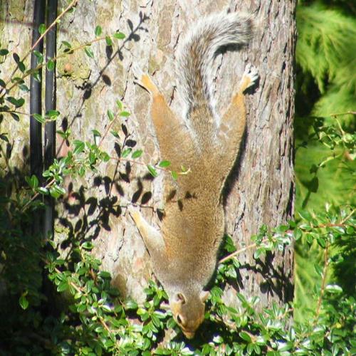 A squirrel sunbathing upside down snapped by Paula in Adel