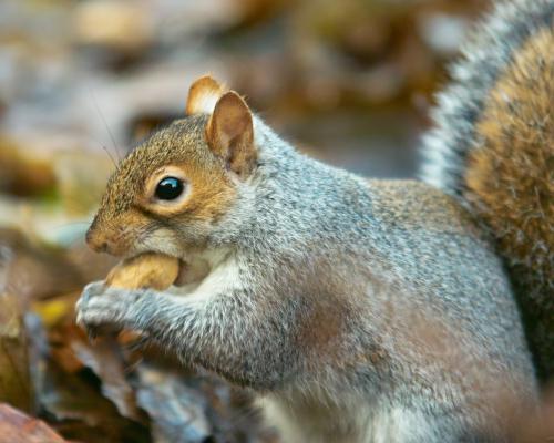 A Headingley squirrel has breakfast