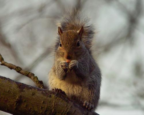 A Headingley squirrel eats a peanut