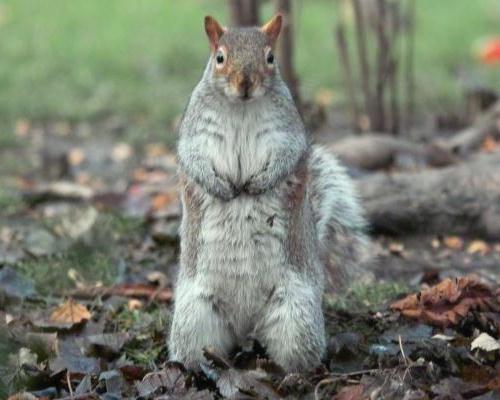 A Headingley squirrel sits up and observes