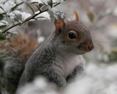 A Headingley squirrel in the snow